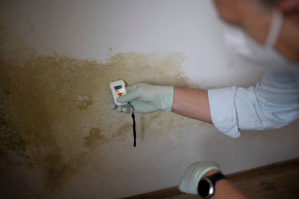 Environmental Consulting for Mold Prevention in Amsterdam, NY